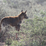 Dingo, Cape Range National Park