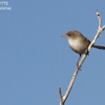 Mérion leucoptère, Cape Range National Park