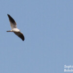 Elanion d'Australie, Cape Range National Park
