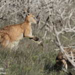 Wallaroo, Cape Range National Park