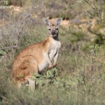 Wallaroo, Cape Range National Park