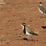 Vanneau tricolore, Cape Range National Park