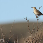Pipit de Nouvelle-Zélande, Cape Range National Park