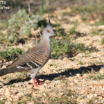 Colombine longup, Cape Range National Park