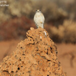 Crécerelle d'Australie, Cape Range National Park