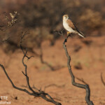 Crécerelle d'Australie, Cape Range National Park