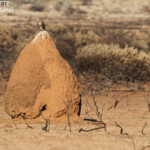 Faucon de bérigora, Cape Range National Park