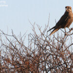 Faucon de bérigora, Cape Range National Park
