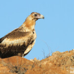 Jeune aigle d'Australie, Cape Range National Park
