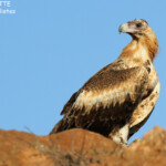 Jeune aigle d'Australie, Cape Range National Park