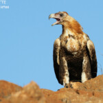 Jeune aigle d'Australie, Cape Range National Park