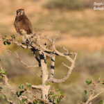 Faucon de bérigora, Cape Range National Park