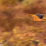 Busard tacheté, Cape Range National Park
