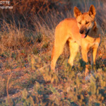 Dingo, Cape Range National Park