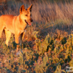 Dingo, Cape Range National Park