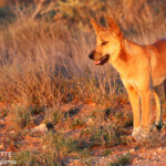 Dingo, Cape Range National Park