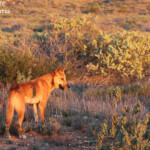 Dingo, Cape Range National Park