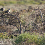 Colombine longup, Cape Range National Park