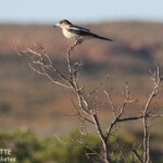 Cassican à gorge noire, Cape Range National Park