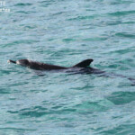 Grand dauphin, Coral Bay