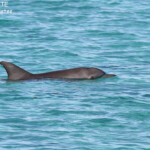 Grand dauphin, Coral Bay