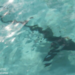 Requin à pointe noire, Coral Bay