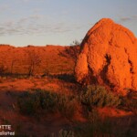 Sur la route d'Exmouth