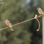 Yellow-throated miner, Coral Bay