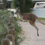 Wallaroo, Coral Bay