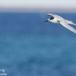 Sterne de Dougall, Coral Bay