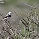 Epthianure à front blanc