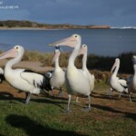 Pélicans australiens sur la plage de Kalbarri