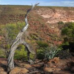 Parc national de Kalbarri