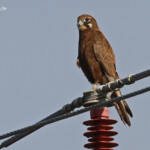 Faucon bérigora, brown falcon, Parc national de Kalbarri