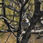 Redthroat, Parc National de Kalbarri