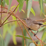 Acanthize troglodyte, Inland Thornbill, Parc National de Kalbarri