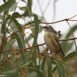 Pardalote pointillé, Spotted Pardalote, Parc National de Kalbarri