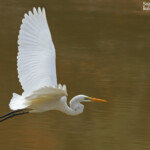 Grande Aigrette ssp. Modesta, Parc National de Kalbarri