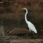 Grande Aigrette ssp. Modesta, Parc National de Kalbarri