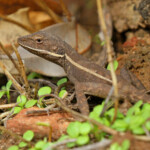 Agame sp., Parc National de Kalbarri