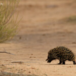 Echidné, Parc National de Kalbarri