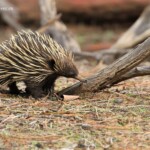 Echidné, Parc National de Kalbarri
