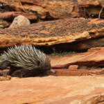 Echidné, Parc National de Kalbarri