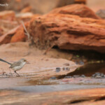 Mérion splendide, Parc National de Kalbarri