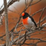 Miro à front rouge, Parc National de Kalbarri