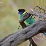 Perruche à collier jaune, Parc National de Kalbarri