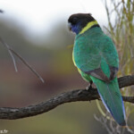 Perruche à collier jaune, Parc National de Kalbarri