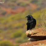 Corbeau d'Australie, Parc National de Kalbarri