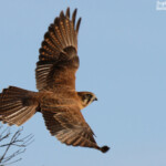 Faucon bérigora, brown falcon, Parc national de Kalbarri