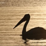 Pélican australien dans le soleil couchant, Kalbarri